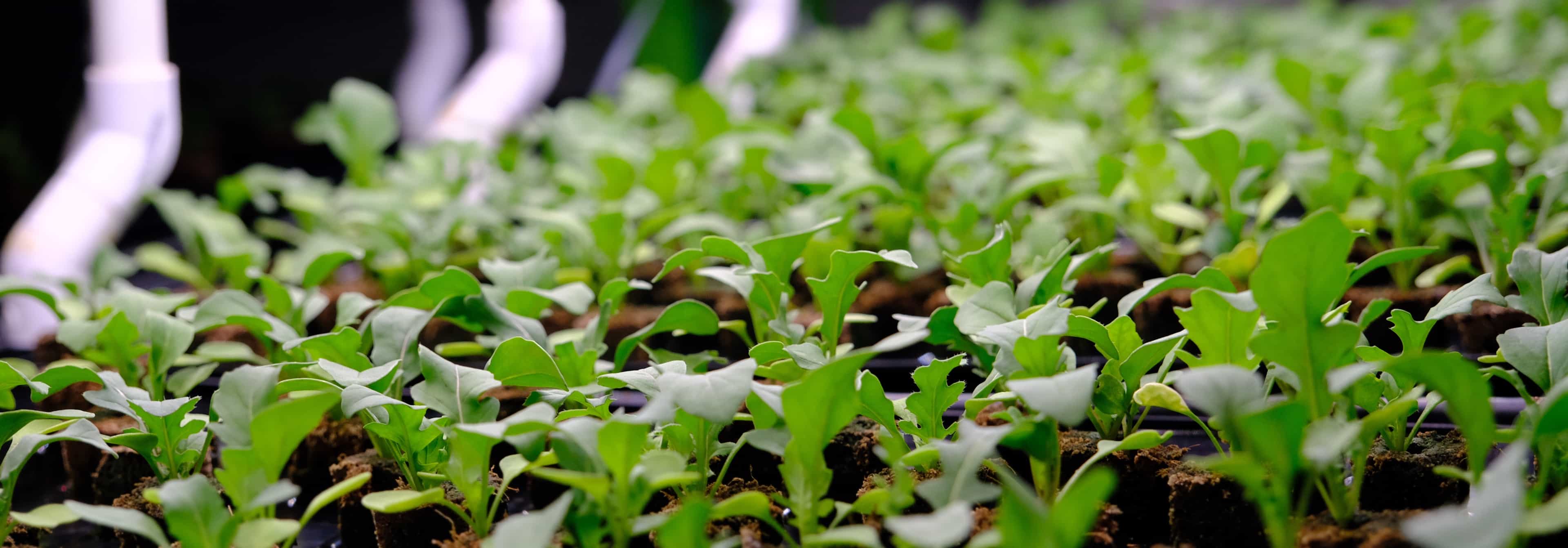 Indoor Farming