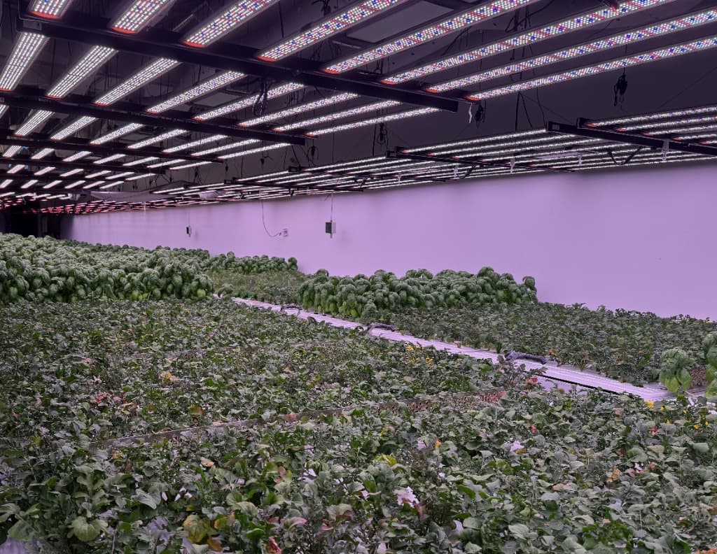 Commercial vertical growing facility under customized LED array