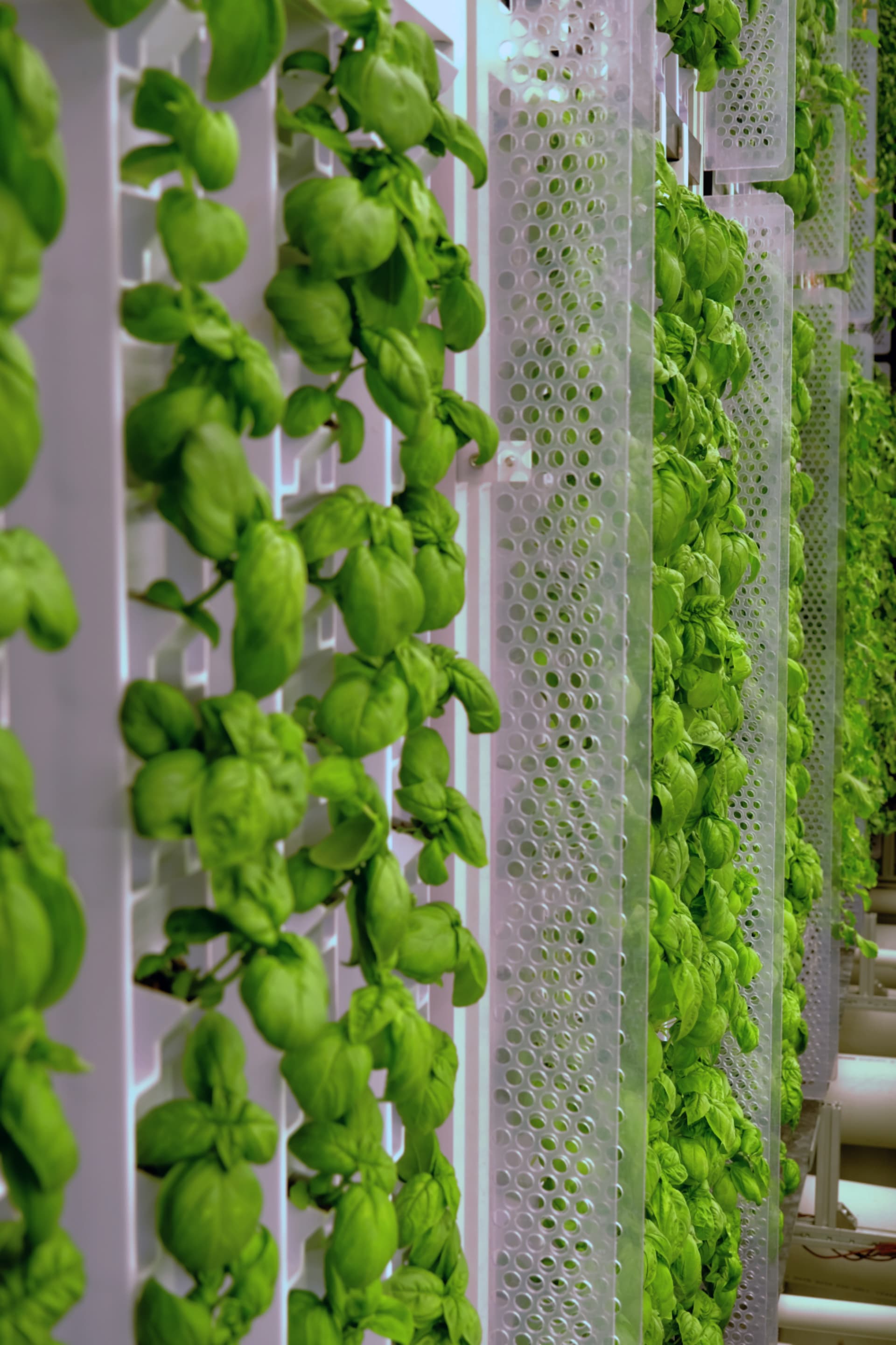 Indoor Farming