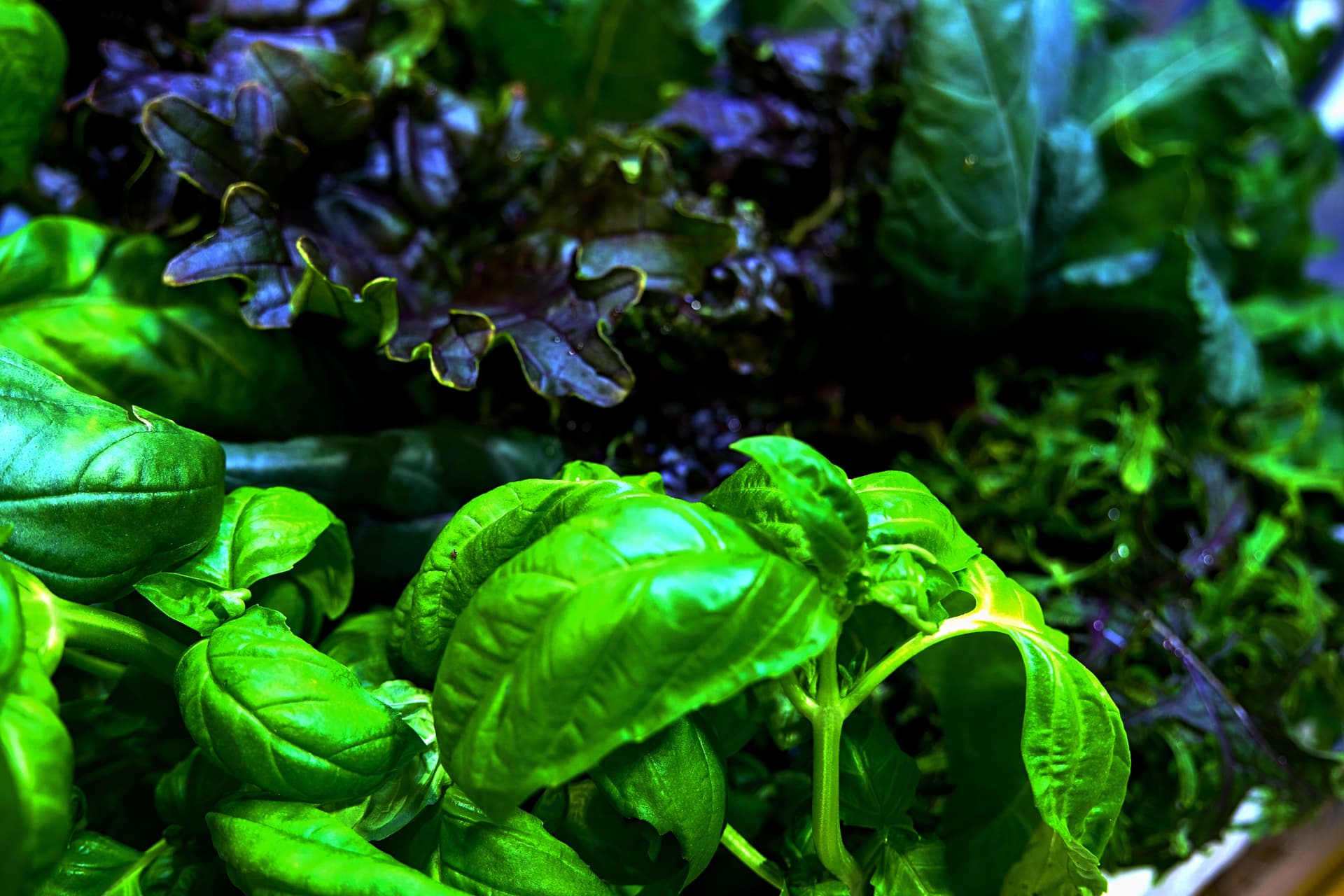 Indoor Farming